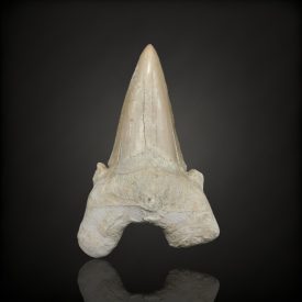 Cápafog fosszília - Marokkó
