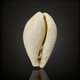 Porceláncsiga kövület - Hosszúhetény