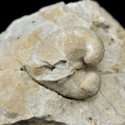 Megalodus kőbél - Veszprém