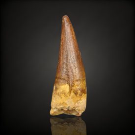 Spinosaurus fog - Marokkó