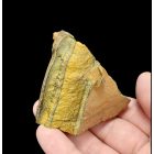 Tigrisszem - Dél-Afrika