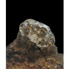 Üvegopál (hialit) - Gyöngyössolymos